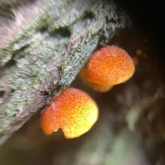 Pholiota granulosa thumbnail 3