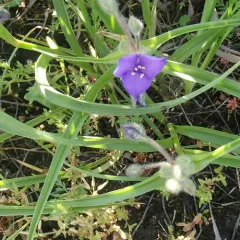 Longbract Spiderwort thumbnail 3