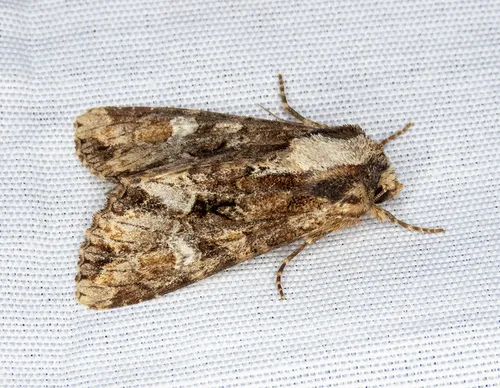 Apamea albina