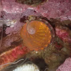 Pinto Abalone thumbnail 4