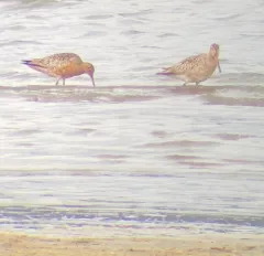 Bar-tailed Godwit thumbnail 3