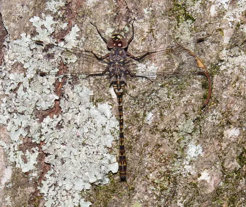 Taper-tailed Darner