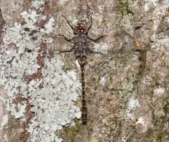 Taper-tailed Darner thumbnail 1