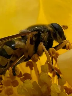Yellow-legged Wood Fly thumbnail 2