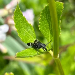 Black Onion Fly thumbnail 3