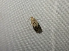 Fletcher's Cydia Moth thumbnail 4