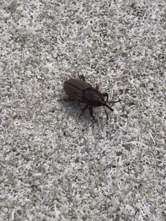 Sphenophorus rectus thumbnail 2