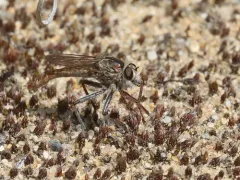 Proctacanthus brevipennis thumbnail 3