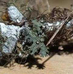 Broad Wrinkle Lichen thumbnail 3