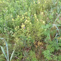 Unalaska paintbrush thumbnail 1