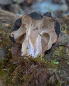 Pseudorhizina sphaerospora thumbnail 2