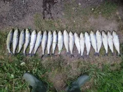 Blueback Shad thumbnail 3