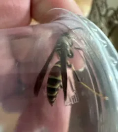 Guinea Paper Wasp thumbnail 2