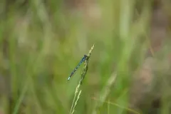 Pine Barrens Bluet thumbnail 3