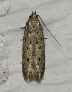 Five-spotted Twirler Moth thumbnail 2