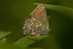 Hessel's Hairstreak thumbnail 4