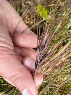 brome smut fungus thumbnail 3