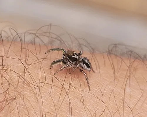 Habronattus viridipes