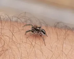 Habronattus viridipes thumbnail 1