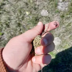 Great Plains Toad thumbnail 4