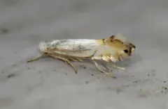Phyllonorycter argentifimbriella thumbnail 2