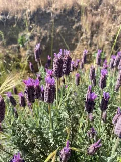topped lavender thumbnail 2