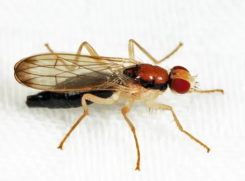 Cordilura gracilipes