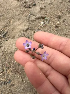 Nevada gilia thumbnail 2