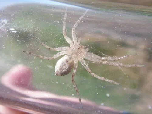 Philodromus placidus