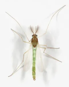 Endochironomus subtendens thumbnail 2