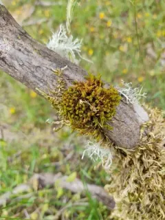 Orthotrichum consimile thumbnail 2