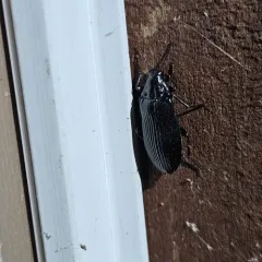 Striated False Darkling Beetle thumbnail 2