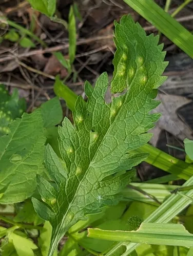 Puccinia seymeriae