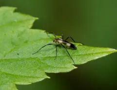 Chasmatonotus fascipennis thumbnail 3