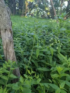 thicket parsley thumbnail 2