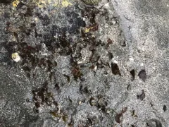 Sand-scoured False Kelp thumbnail 4