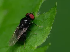 Berkshiria albistylum thumbnail 3