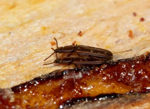 Pediacus stephani
