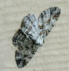 Brown-shaded Gray thumbnail 3