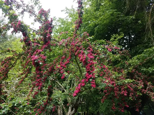 midland hawthorn