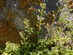 Sharp-pod Pepper-grass thumbnail 1