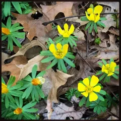 Winter Aconite thumbnail 5