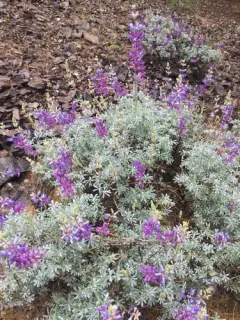 Silver Bush Lupine thumbnail 1