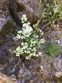 Limestone Draba thumbnail 4