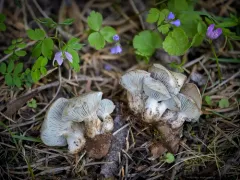Hygrophorus caeruleus thumbnail 4