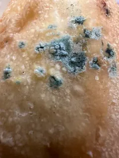 Black Bread Mold thumbnail 2