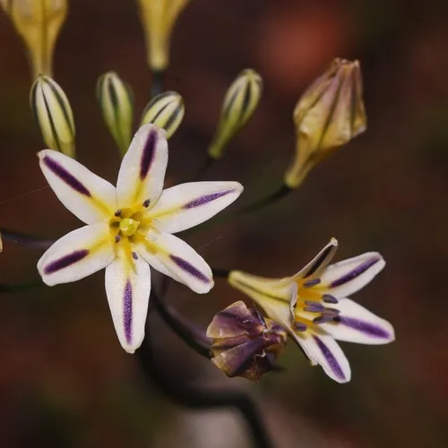 Henderson's triteleia