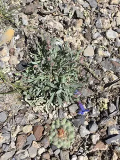 Salmon River Beardtongue thumbnail 4