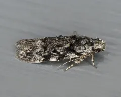 Xenolechia ontariensis thumbnail 3