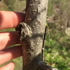 Marmara serotinella thumbnail 4